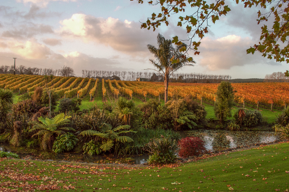 Ararimu_Valley_Vineyard_Autumn_colours.jpg