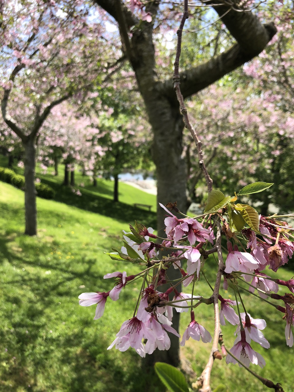 Cherry blossoms close up IMG_5429.JPEG