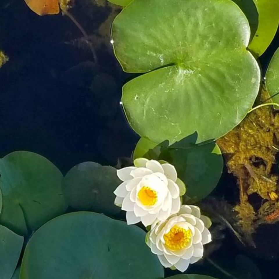 201107 lili pond.jpg