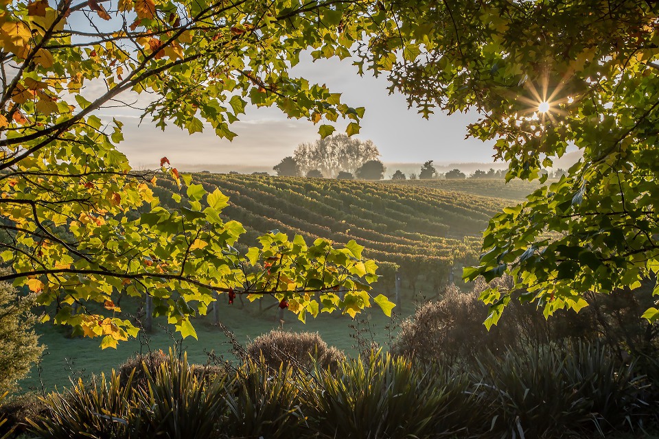 Autumn leaves framing.jpg
